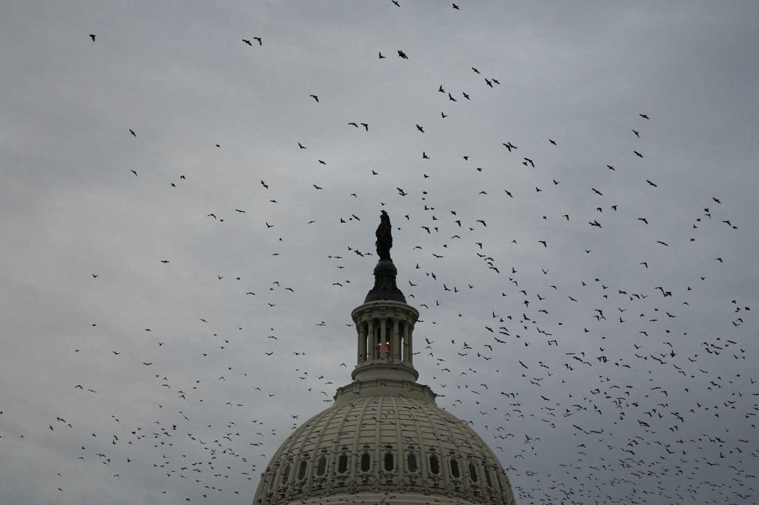 Birds fly above the dome of the US Capitol, on August 7.