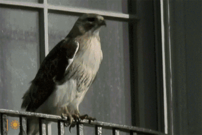 What If New York Just Loves a Fancy, Complicated Bird?